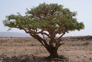 Frankincense Tree