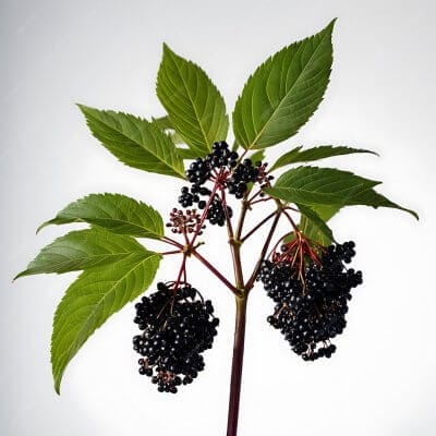Elderberry white background 871209 1860 3363330475