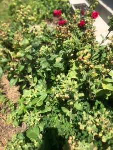 WhatsApp Image 2025 12 30 at 13.54.16