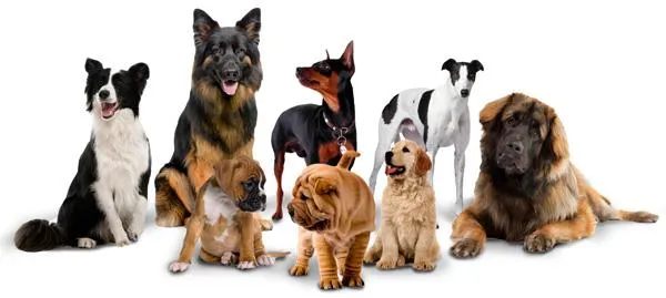 Dogs d105aed5 61d1 4e53 a313 332fe79fb0c3