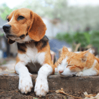 pets