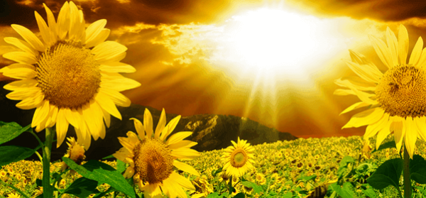 Sunflowers