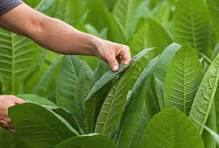 Tobacco 1