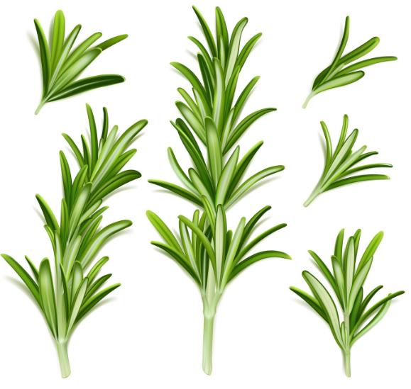 Rosemary