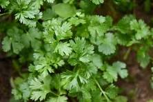 Coriander