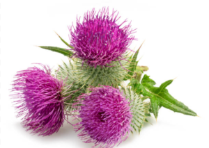 Milk thistle