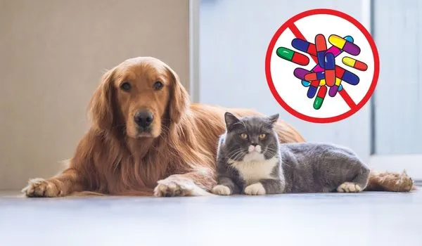 Pets Antibiotics