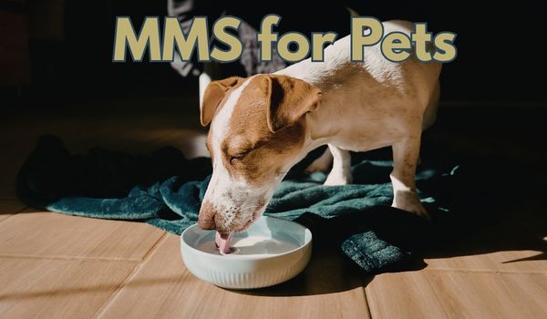 Mms for pets