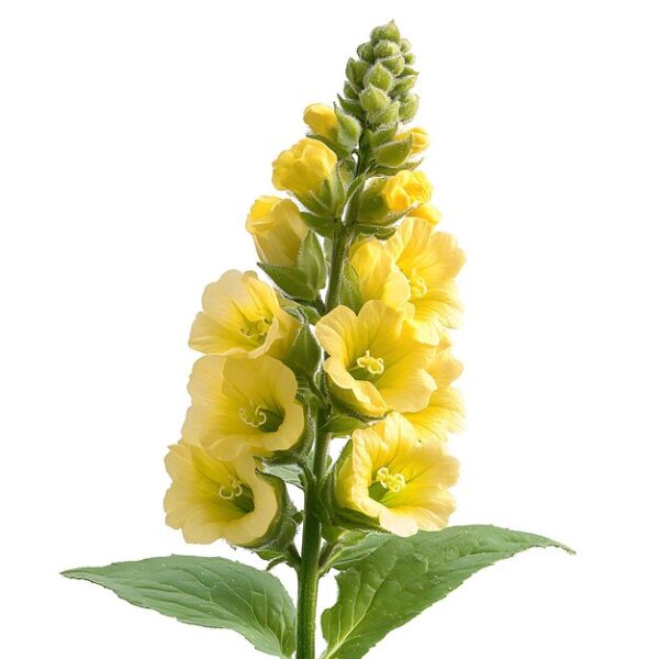Verbascum mullein yellow flowers closeup selective focus isolated white background simple style 660230 107602(1)