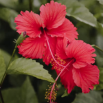 Hibiscus