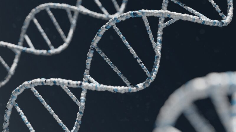 Zincdna