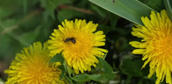 Dandelion