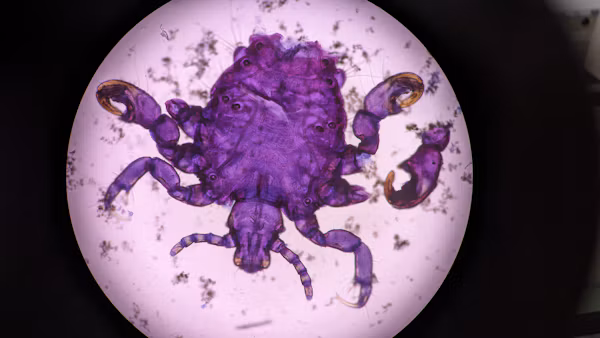 Parasites – Dr Ardis